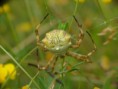 /album/arachnida/argentavis-pallidum-2-jpg/